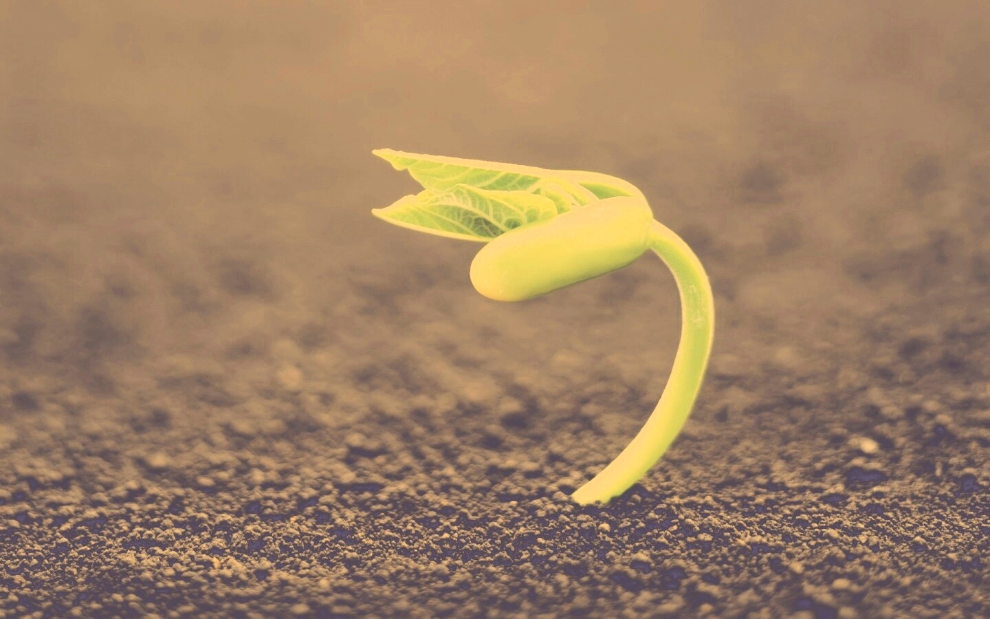 Макро фото зелёного росточка обои