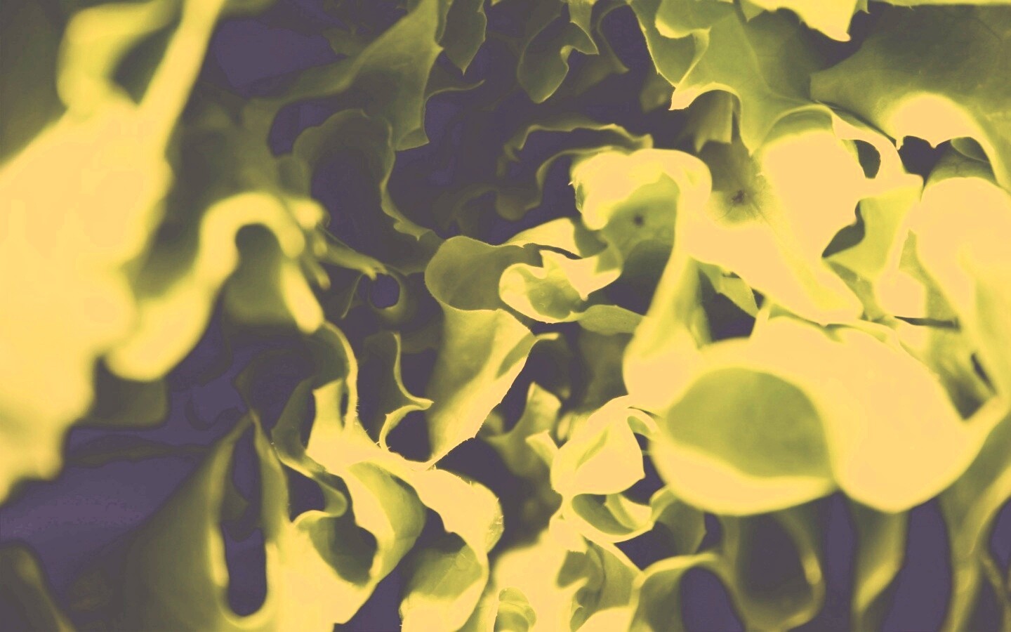 Зеленая листва обои