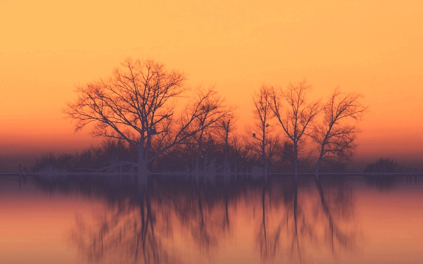 Деревья при закате обои