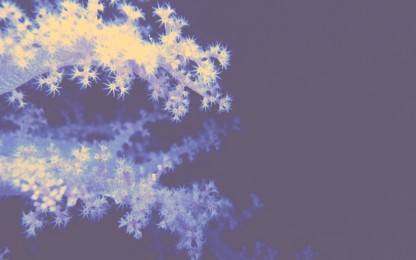 Кораллы обои