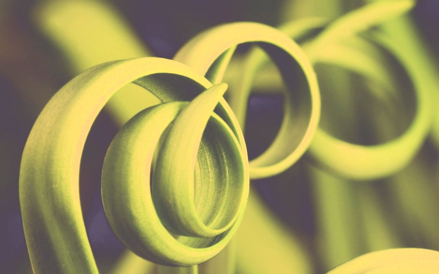 Зеленый обруч обои