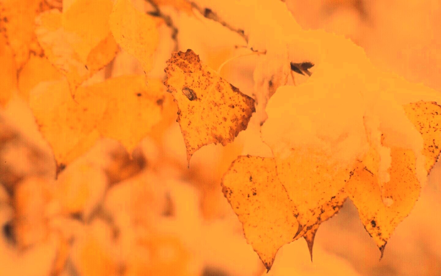 Первый снег обои