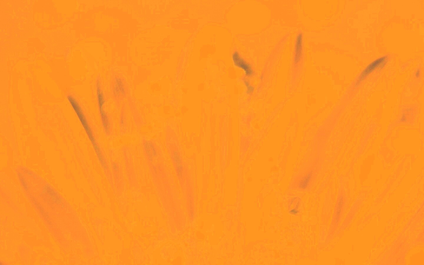 Белые лепестки обои