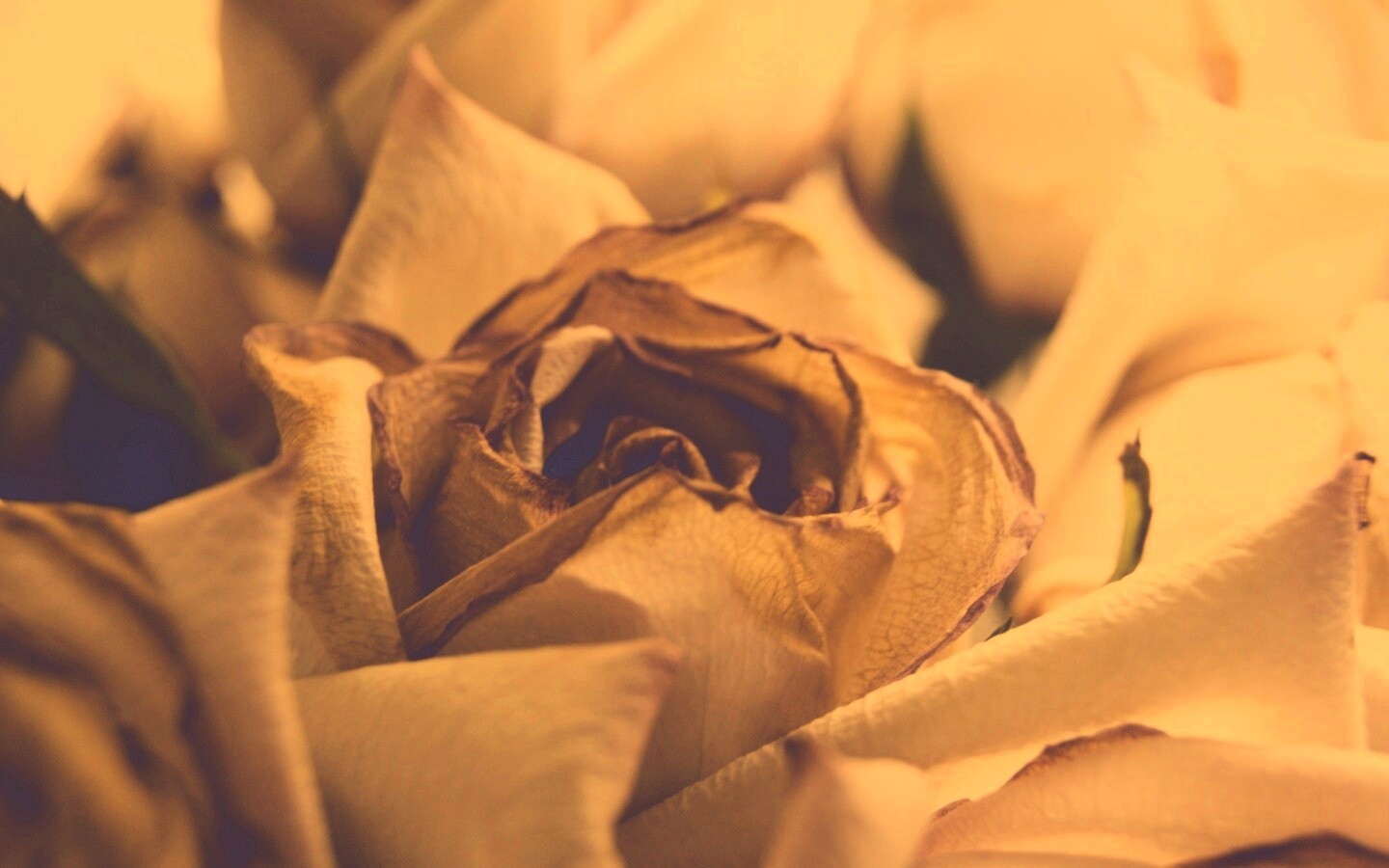 Увядающая роза обои