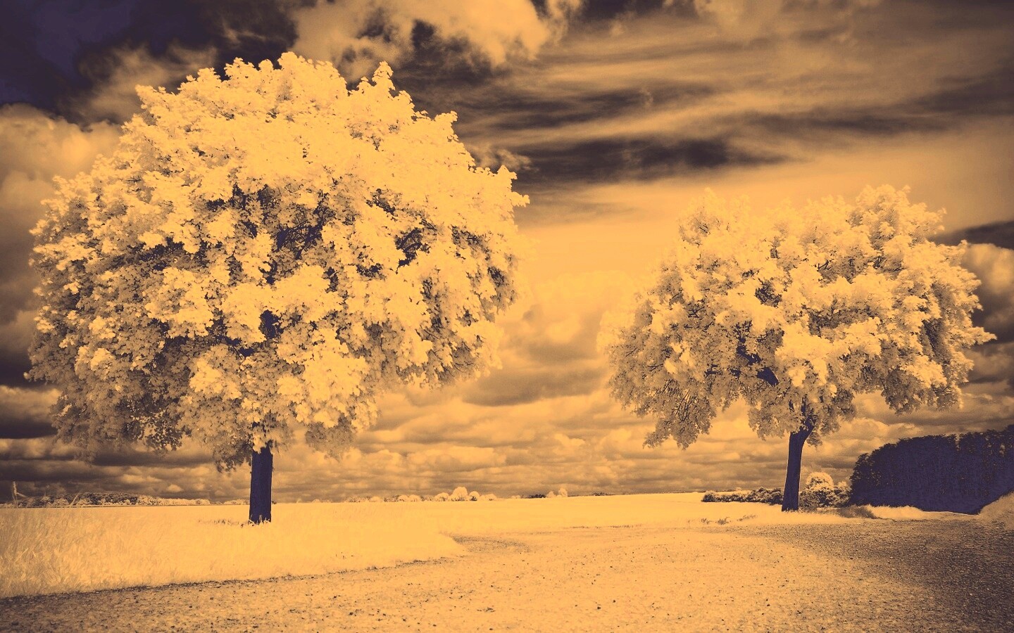 Деревья в цвету обои