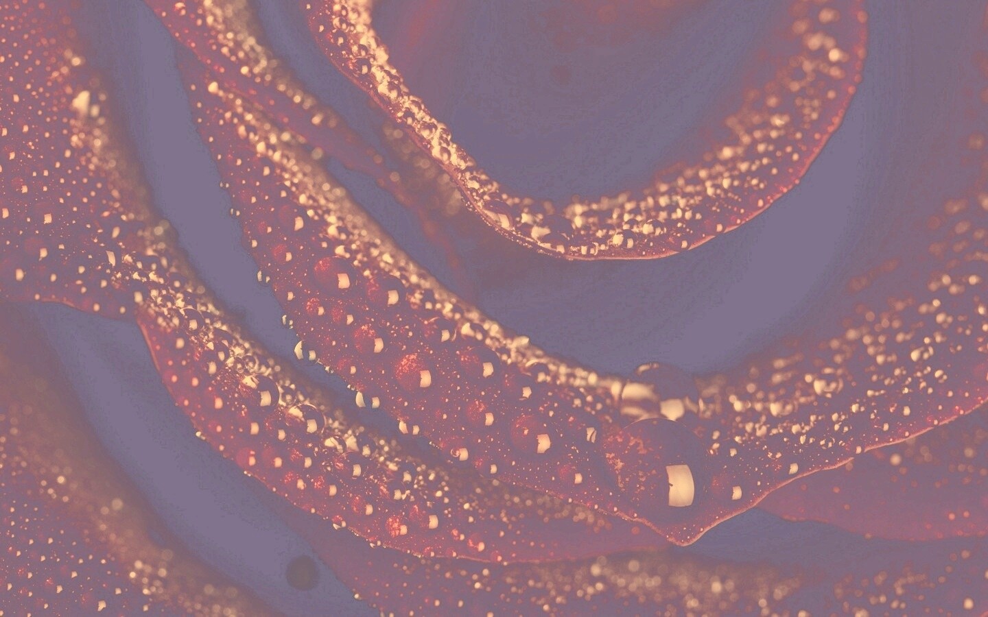 Роза в каплях обои