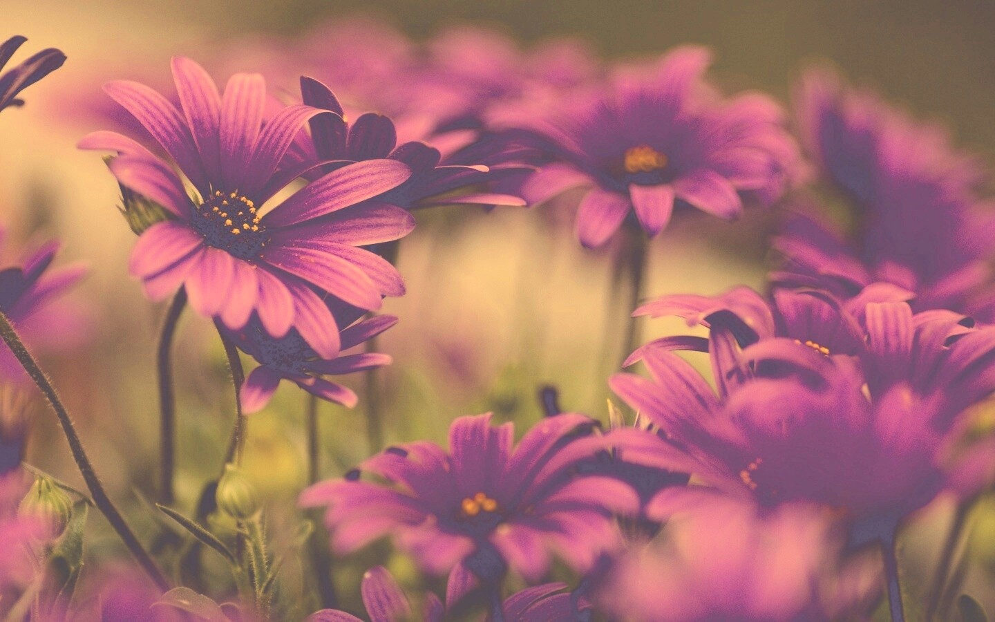 Яркие фиолетовые цветы обои