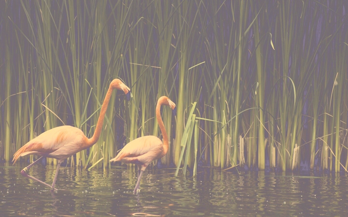 Красивые розовые фламинго на озере обои