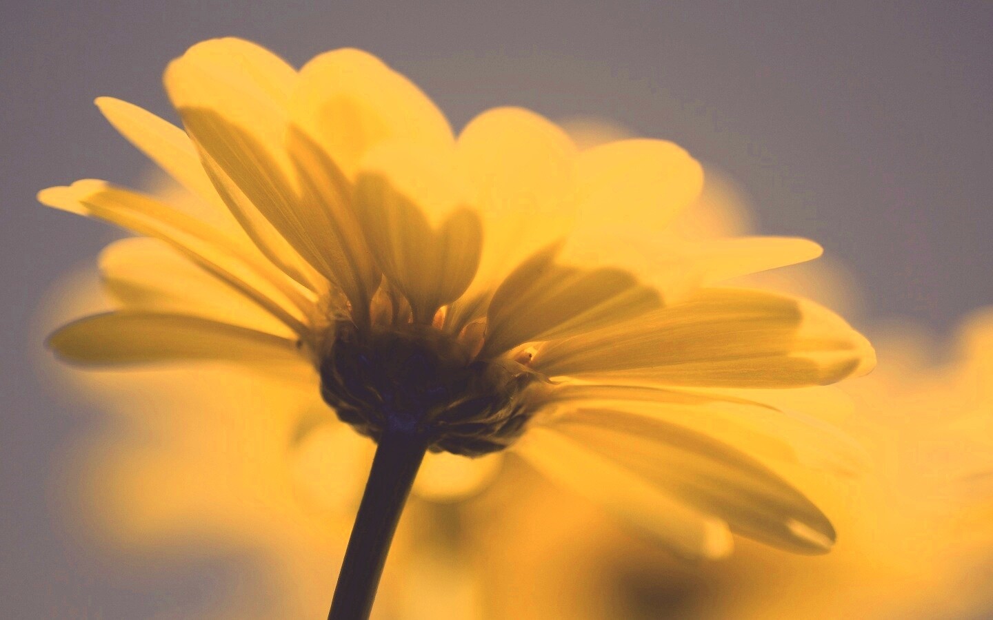 Макро-фото желтого цветка обои