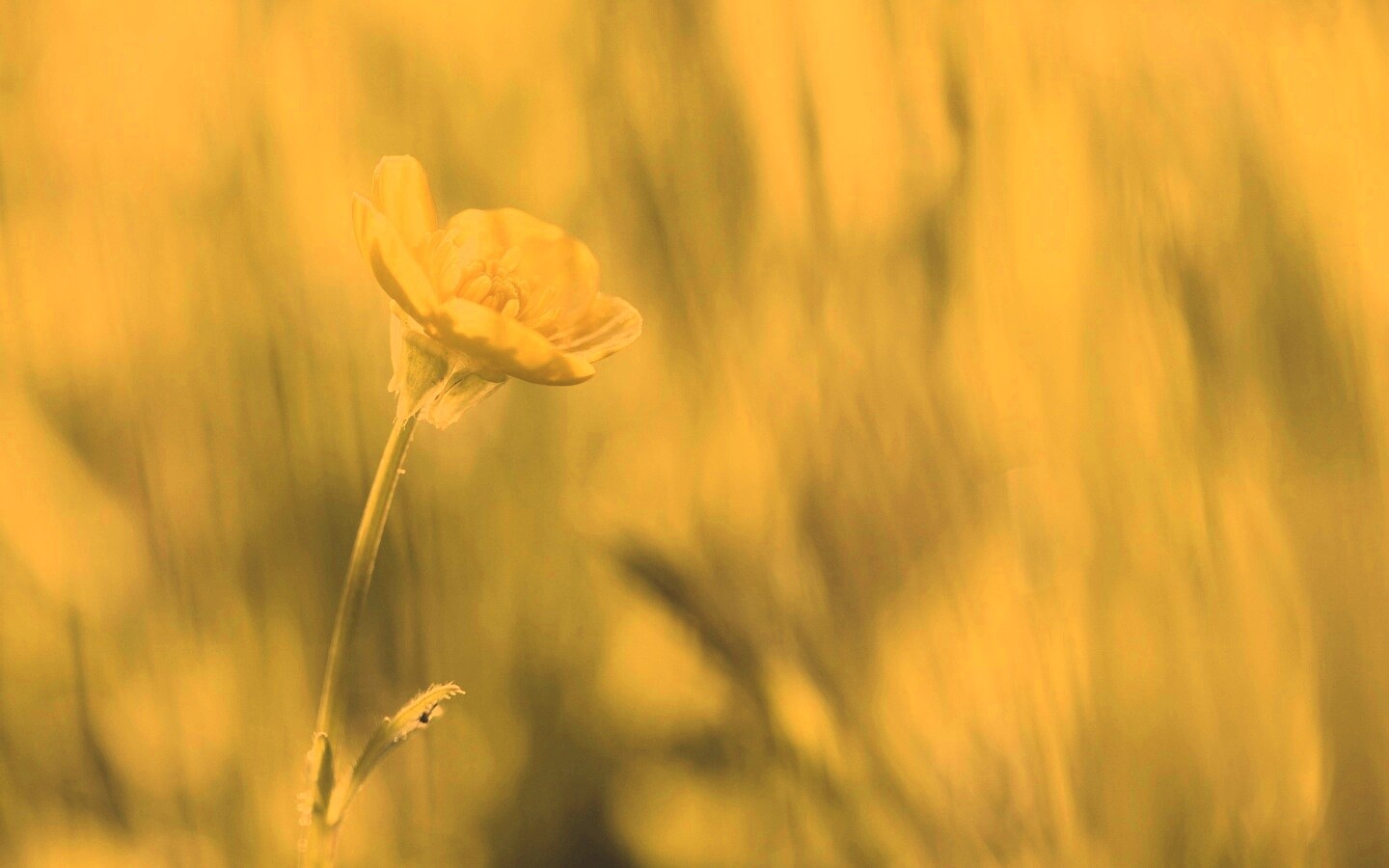 Маленький жёлтый цветочек обои