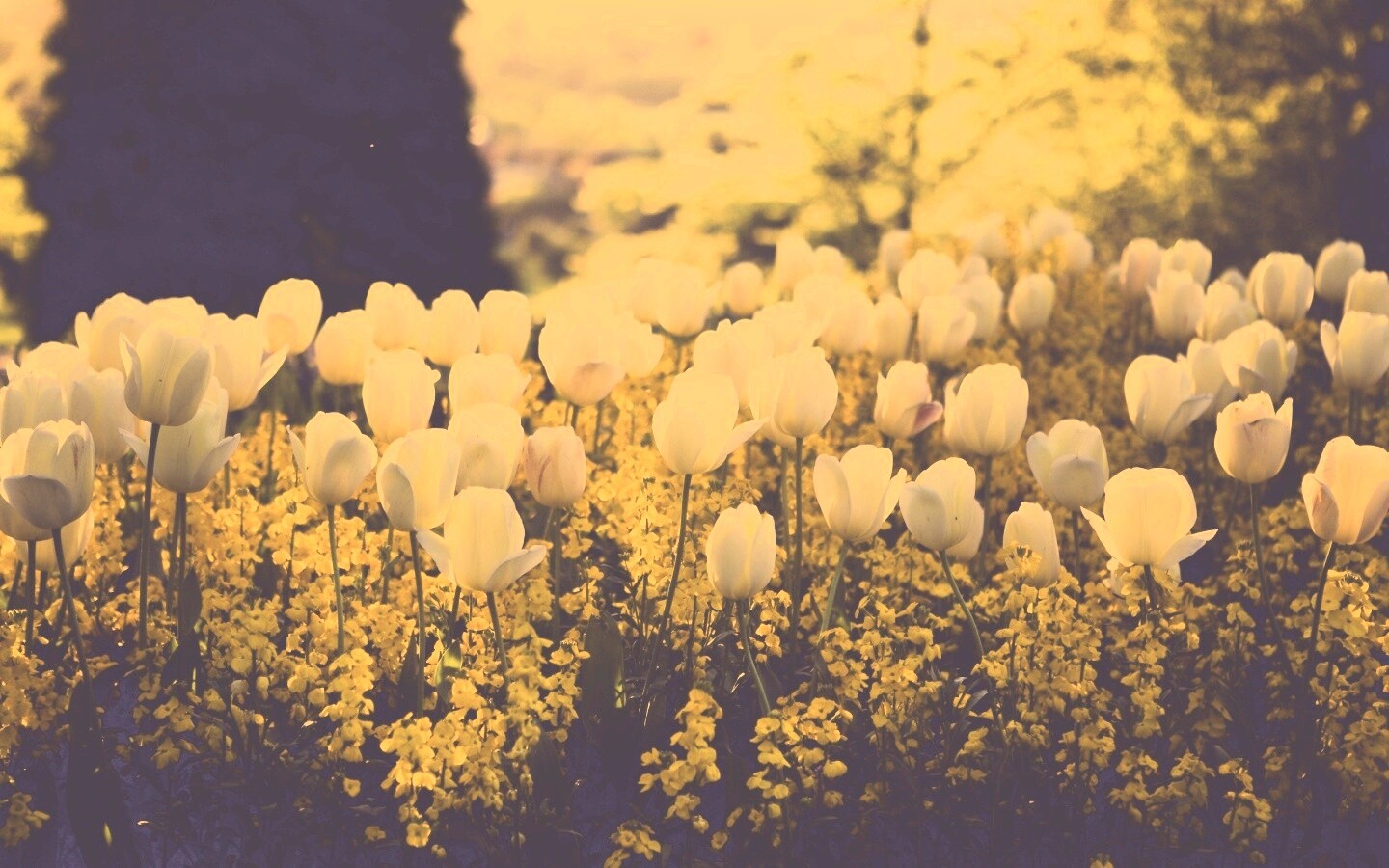 Белые тюльпаны обои