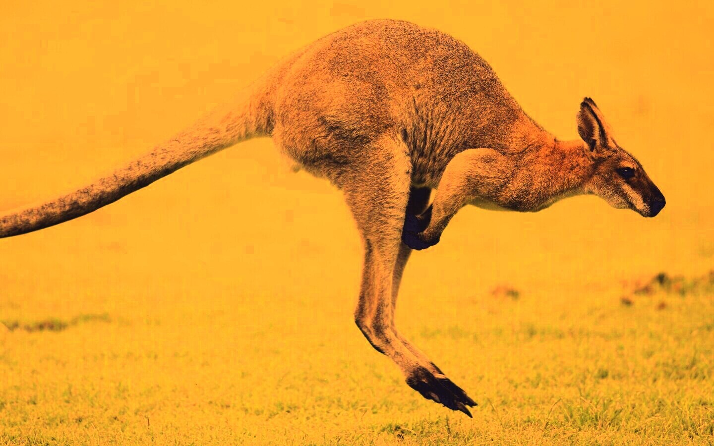 Кенгуру обои