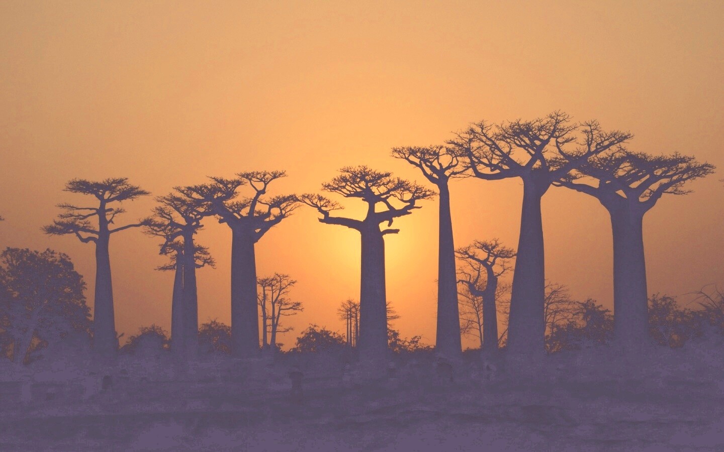 Баобабы на закате обои