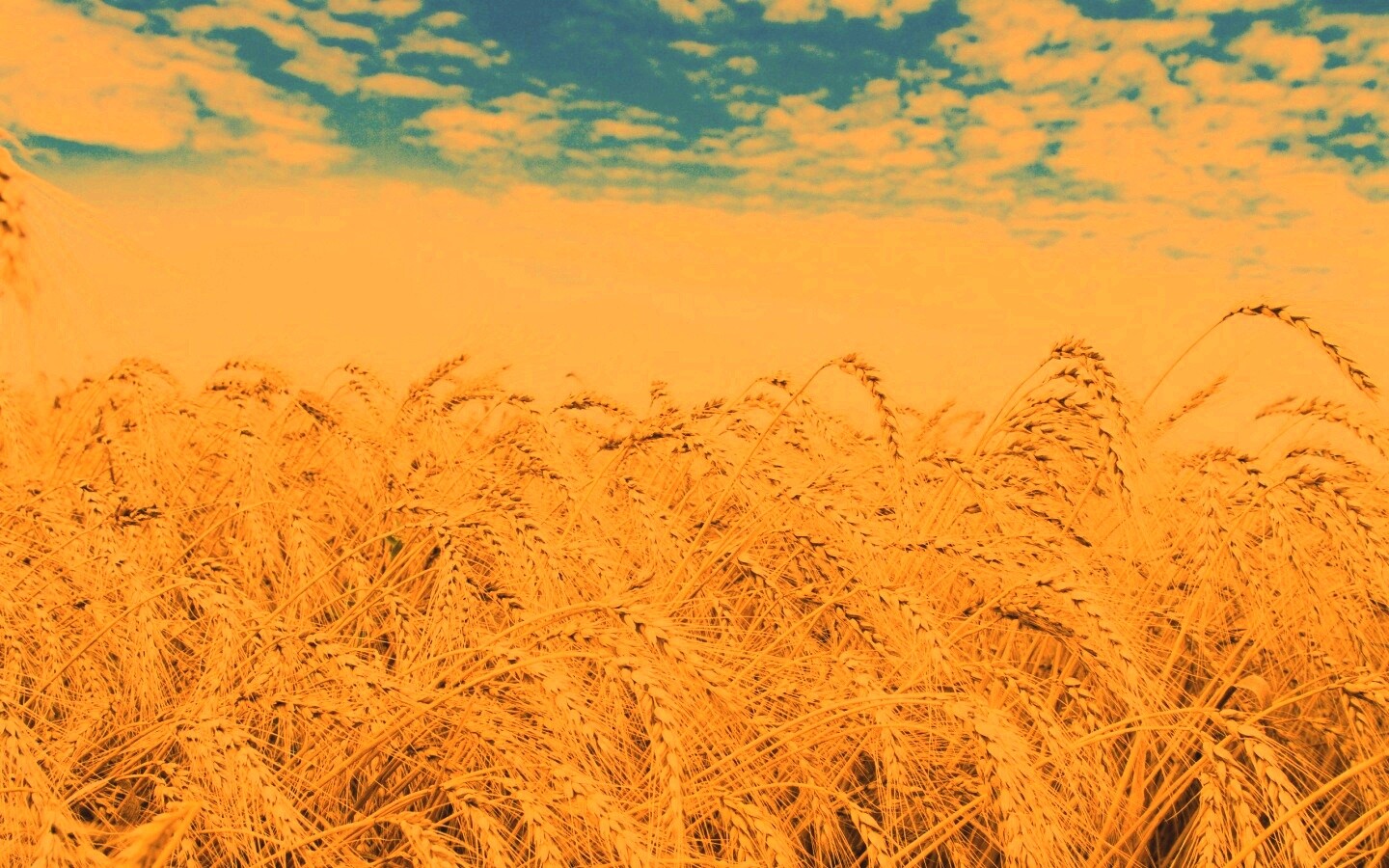 Колосья в поле обои