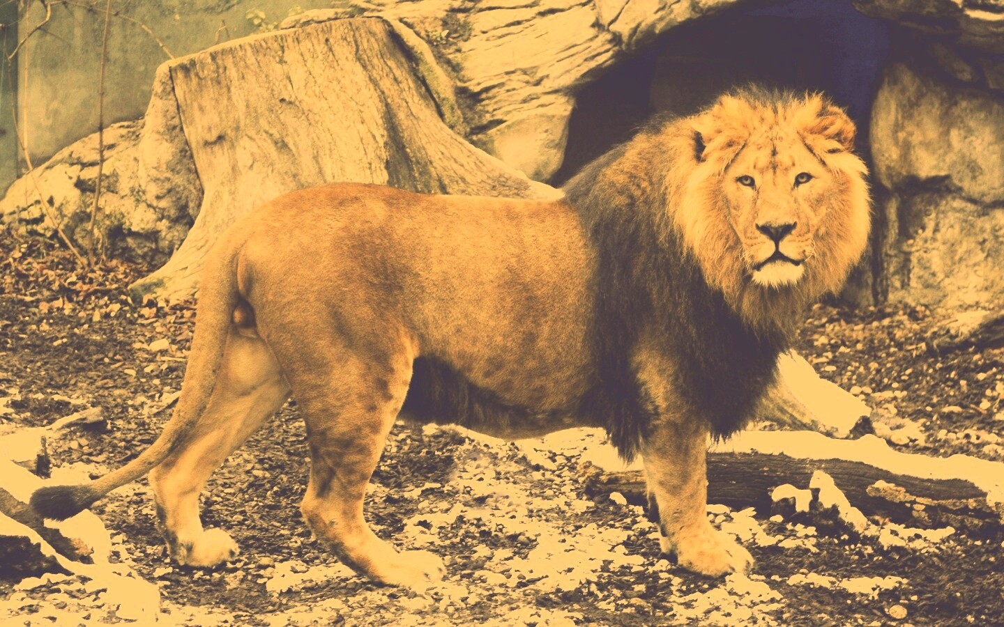 Красивый лев в лесу обои