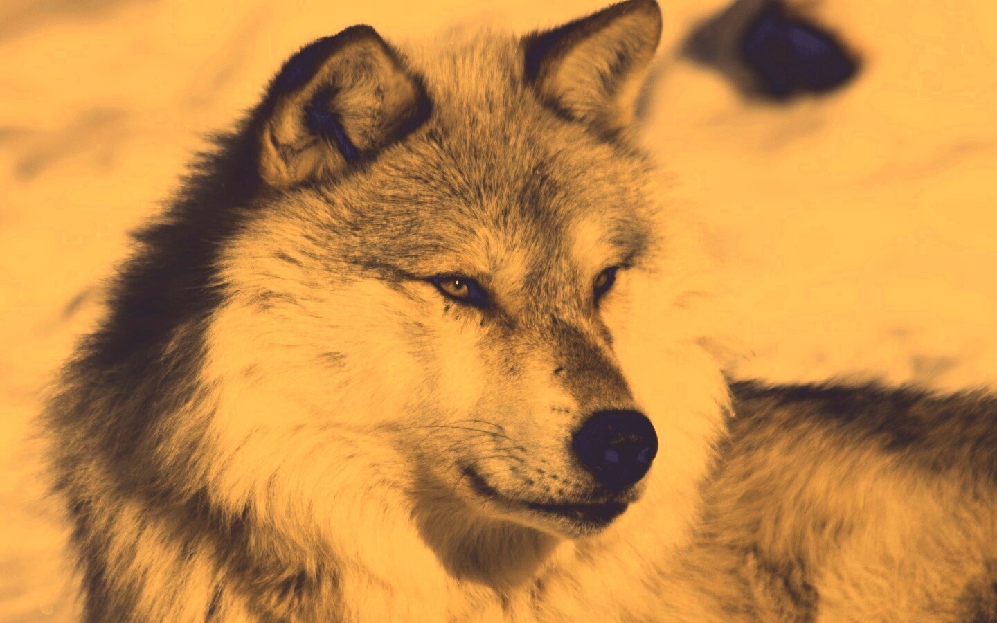 Лайка на снегу обои