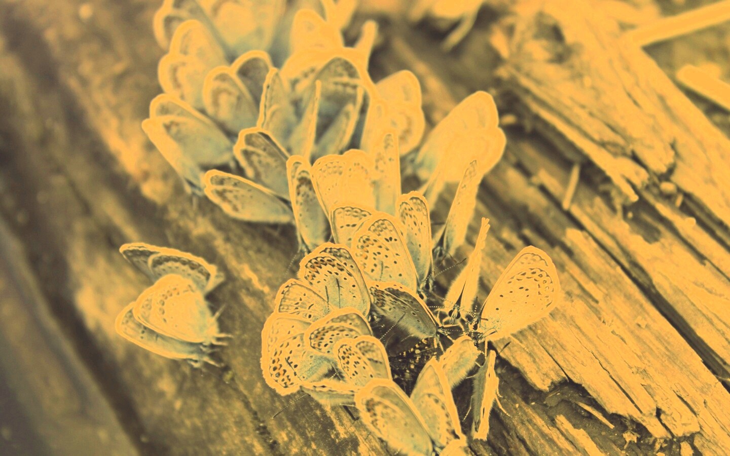 Голубые бабочки обои