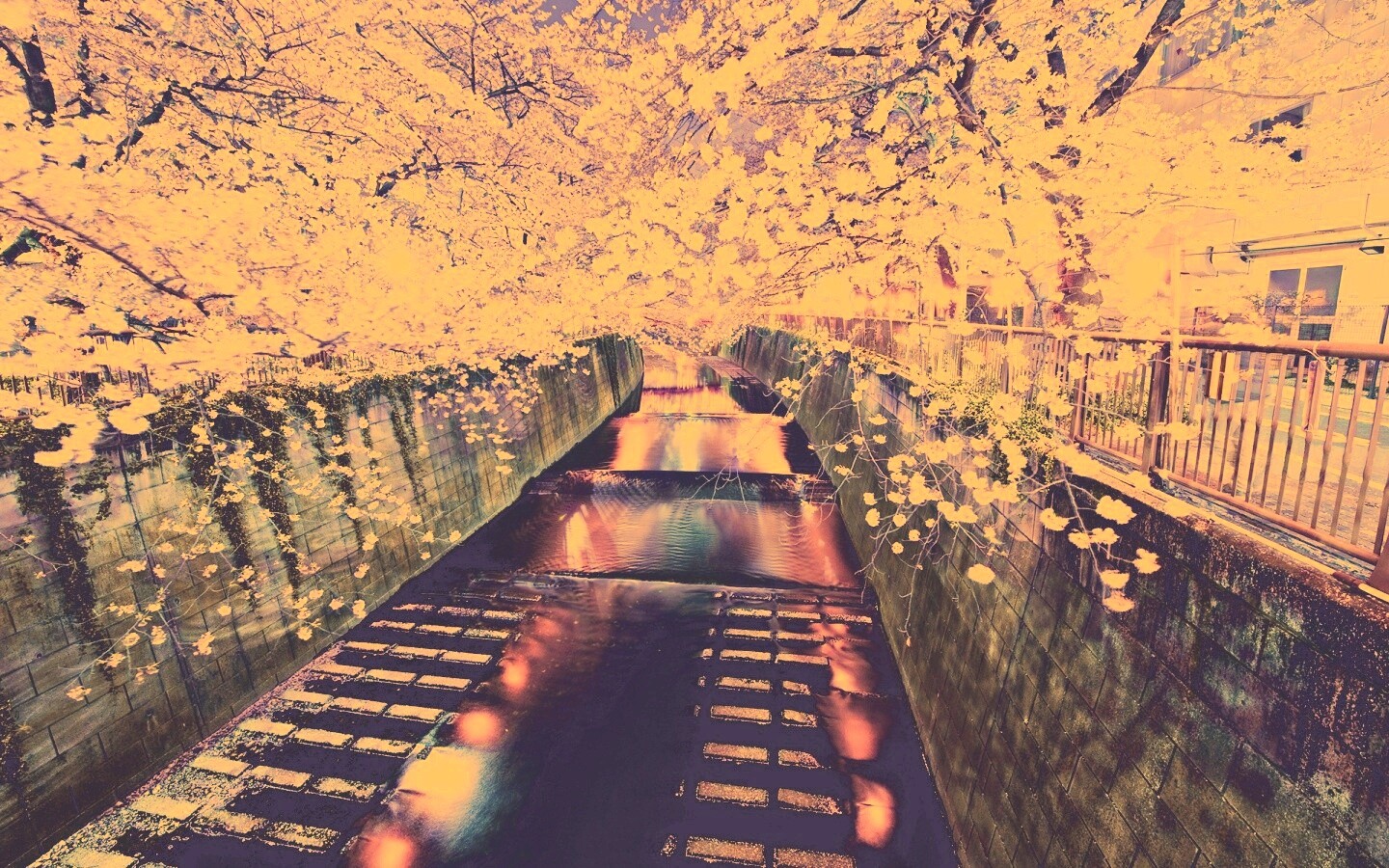 Река и цветение сакуры обои