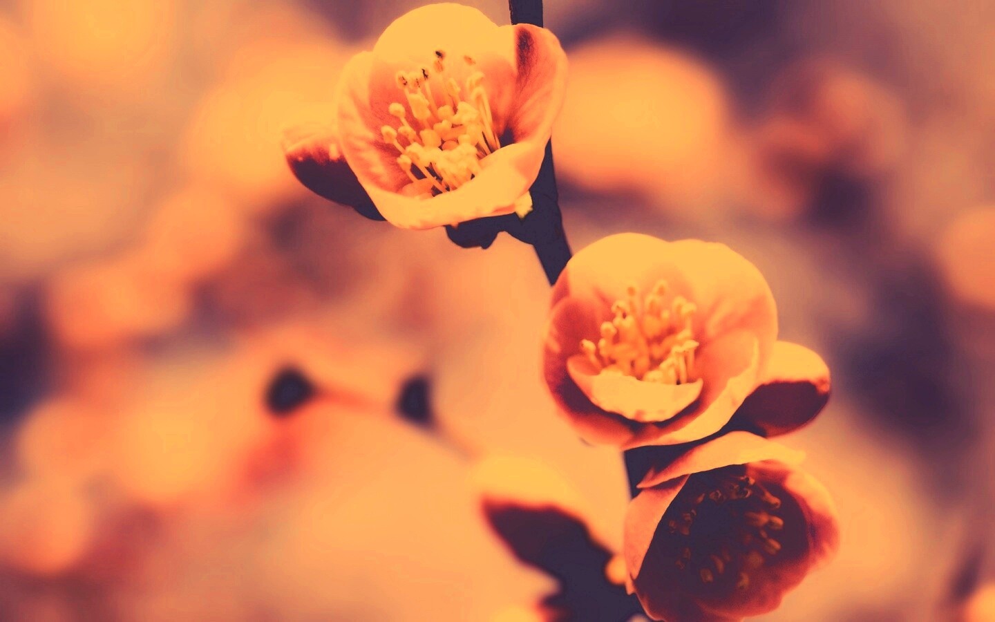 Великолепный цветок обои