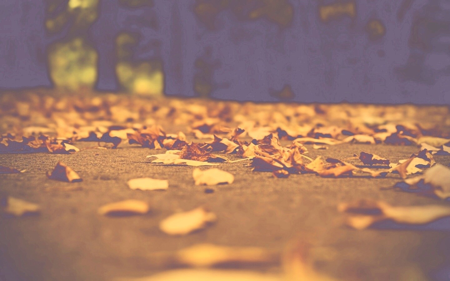 Дорога в листьях  обои