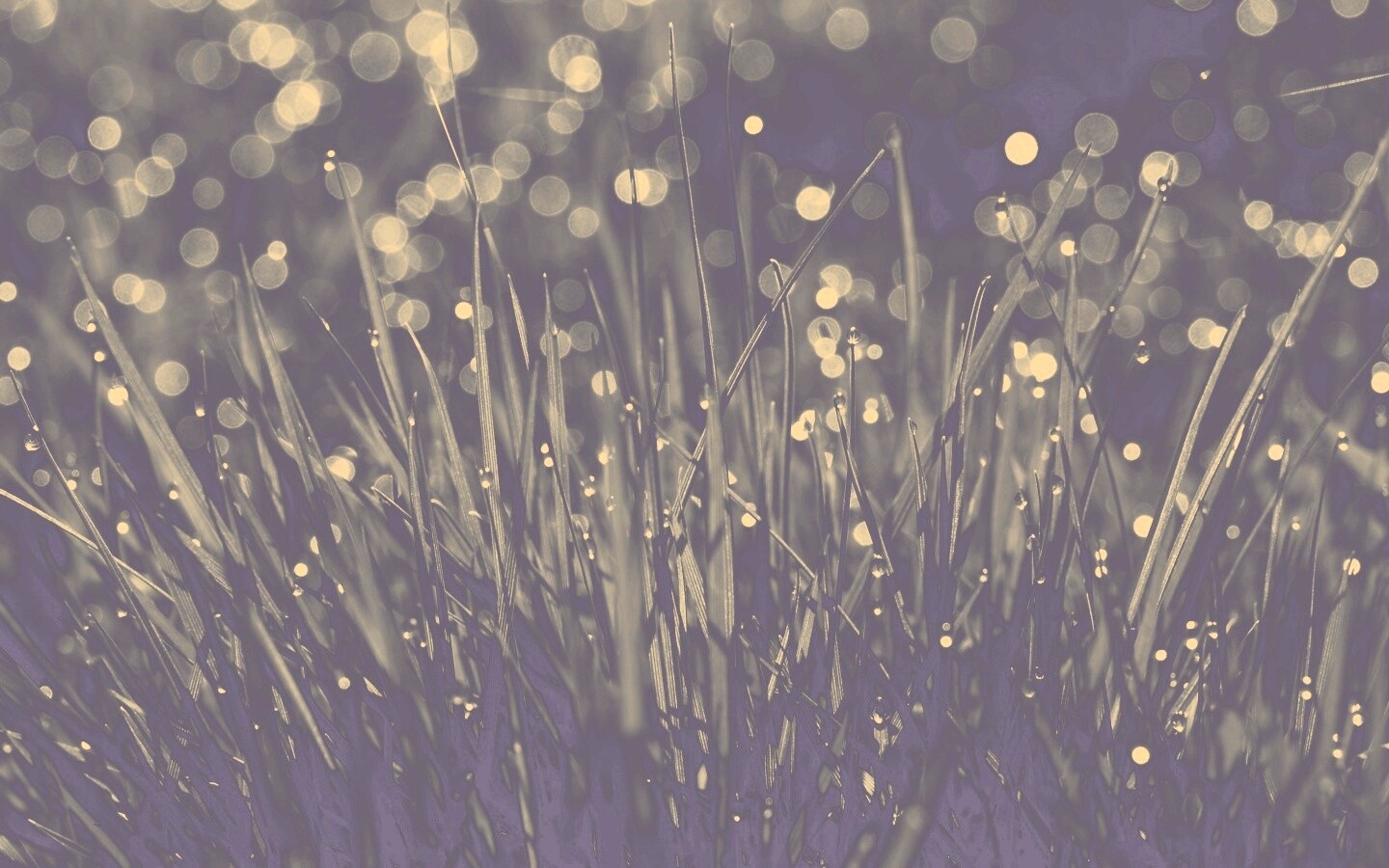 Трава ночью обои