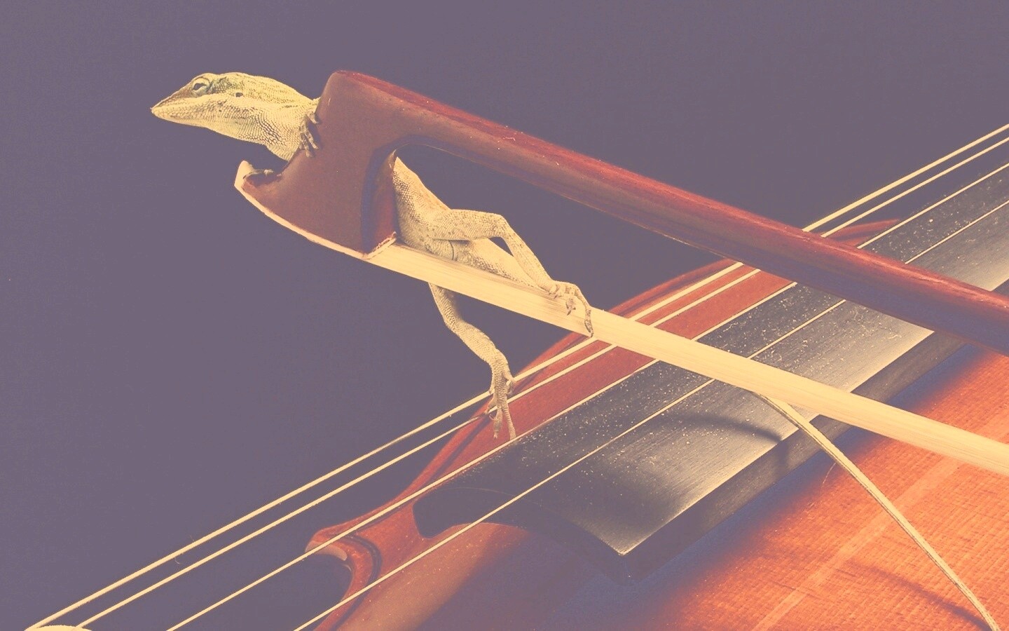 Ящерка на виолончели обои