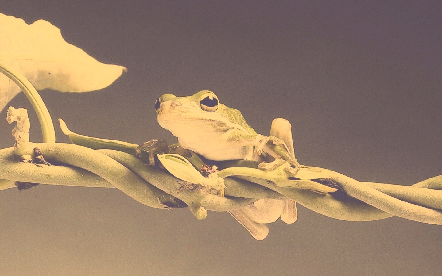 Лупоглазая лягушка на лиане обои
