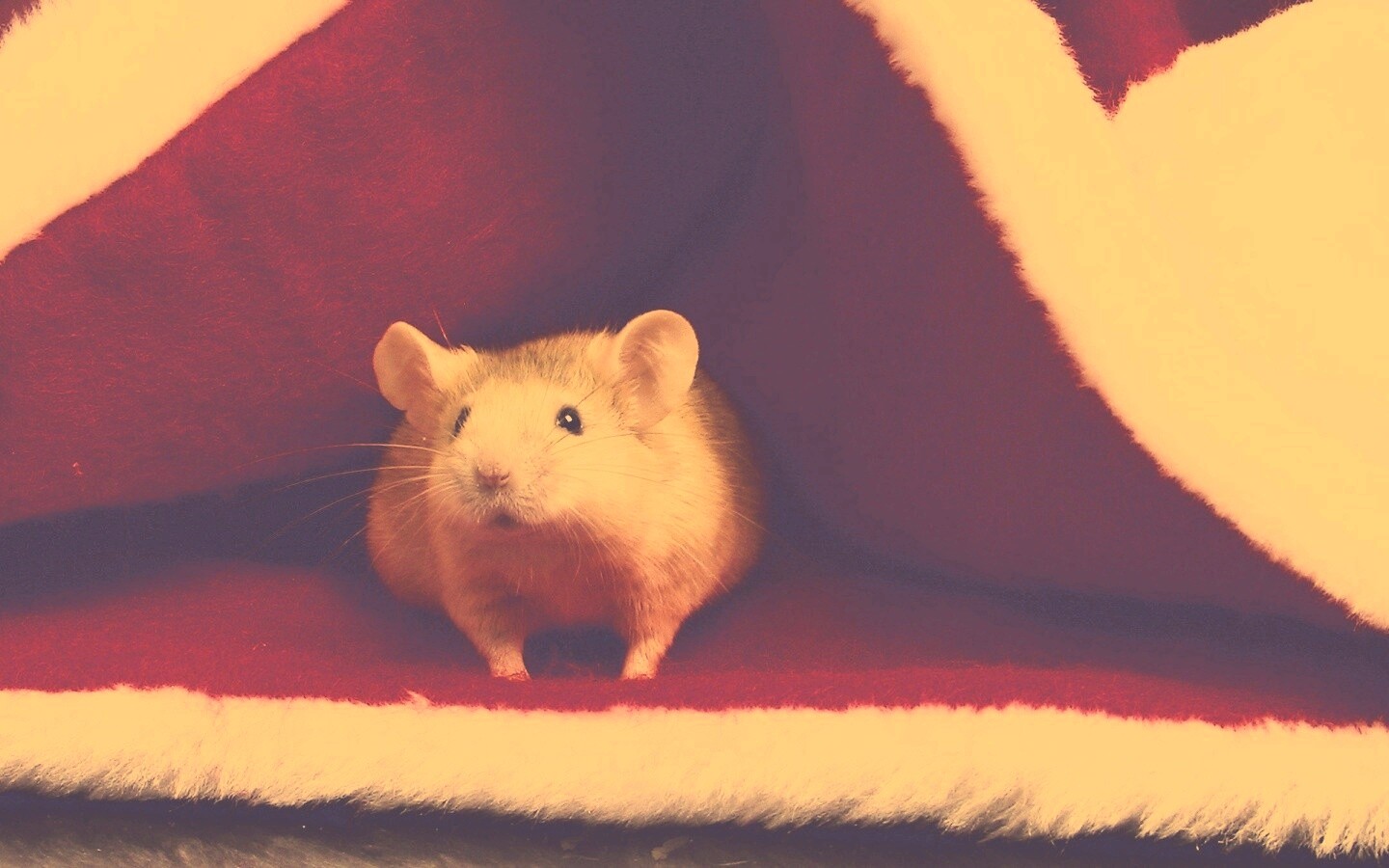 Толстый новогодний мышонок обои