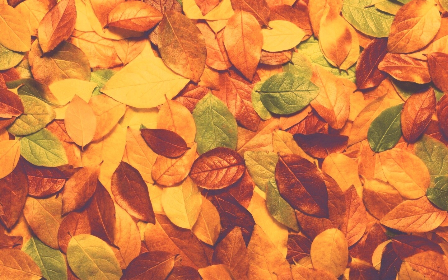 Цветной ковёр из листьев обои