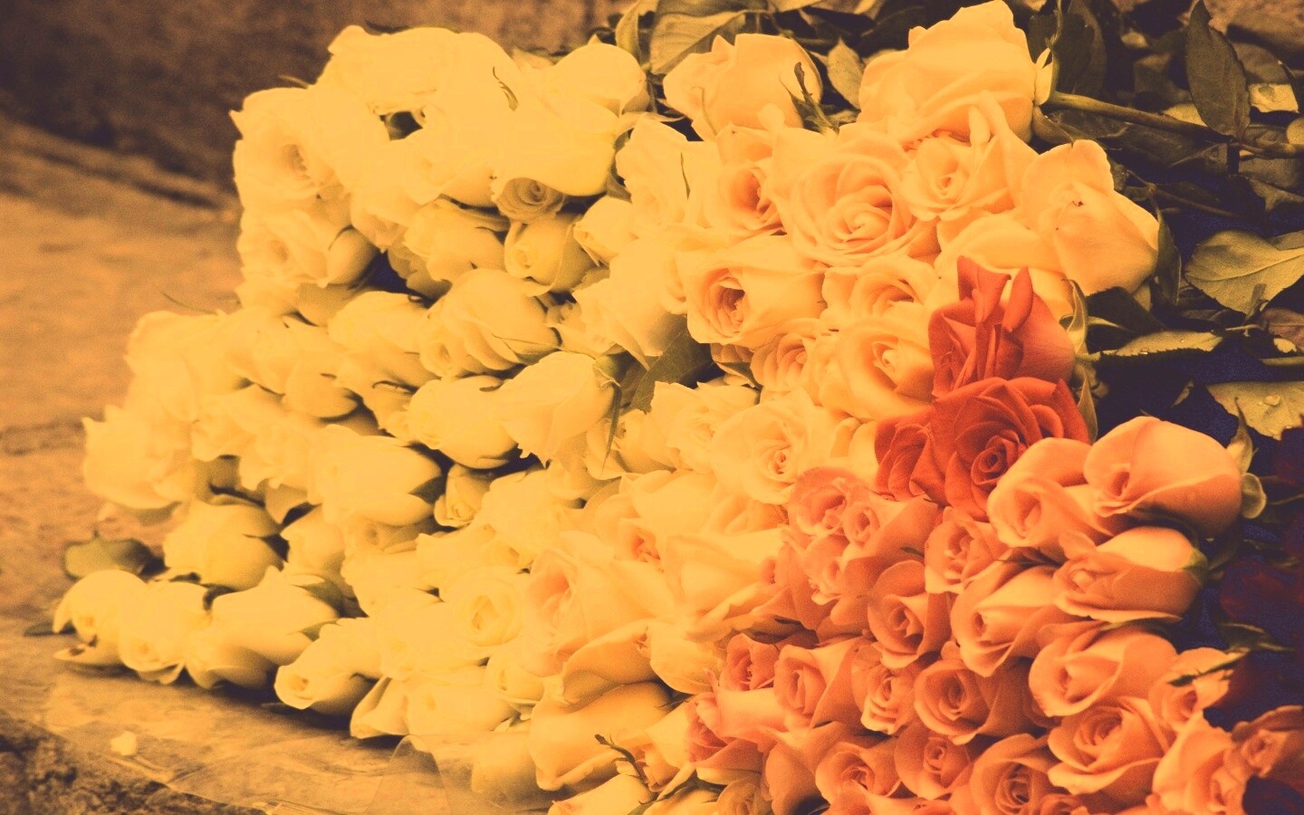 Букеты светлых роз обои