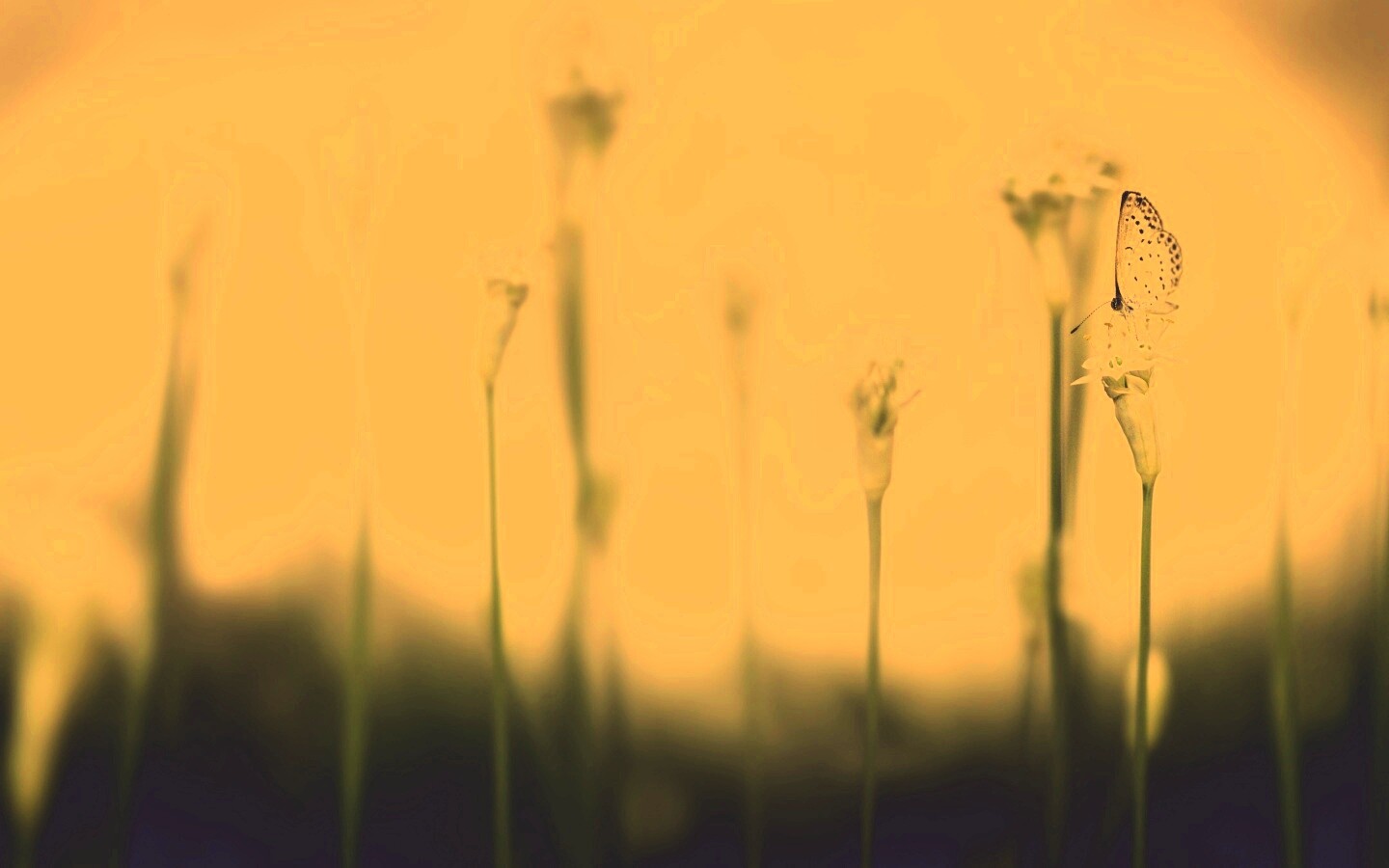 Бабочка на цветке обои