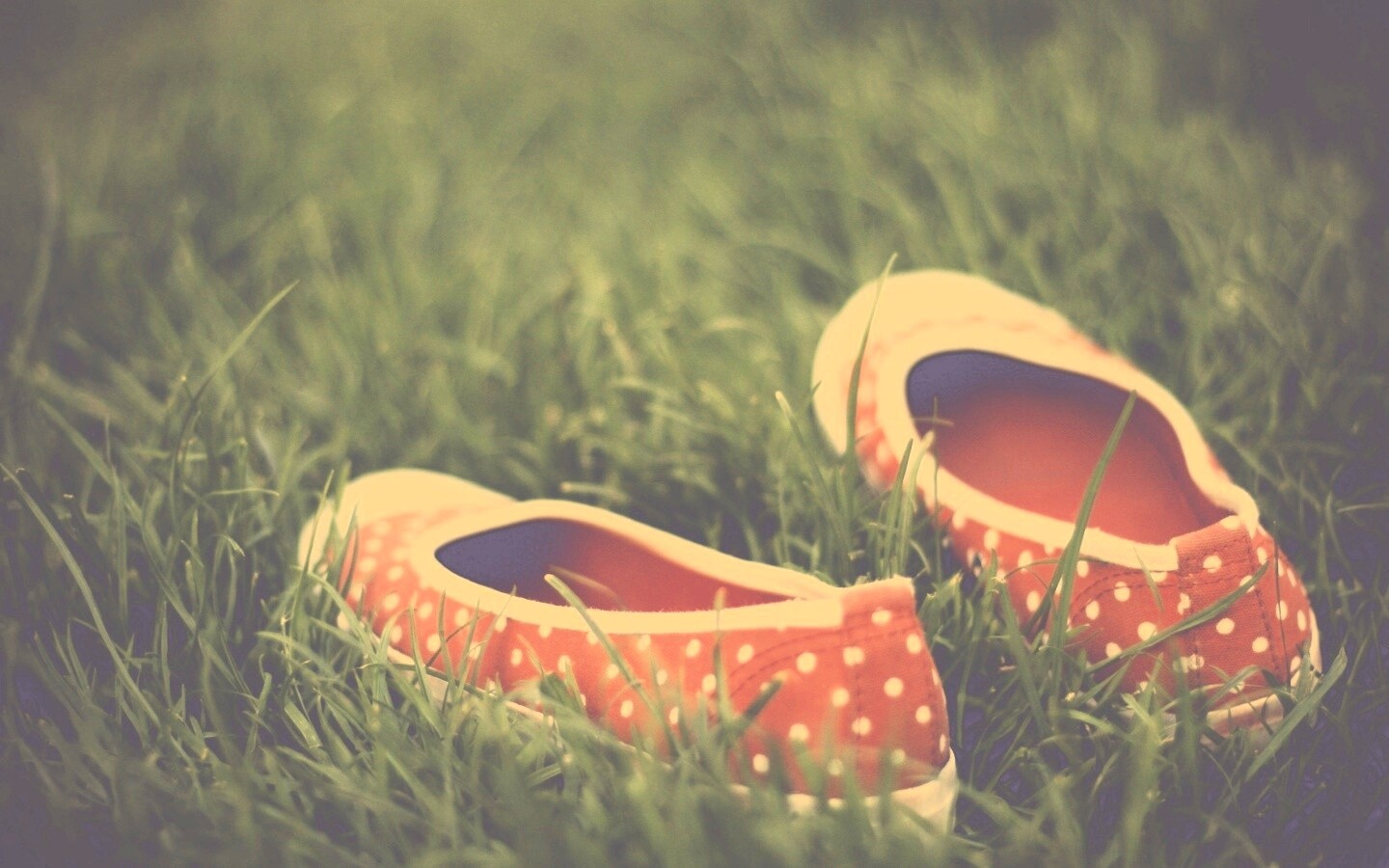 Красные тапки в горошек обои