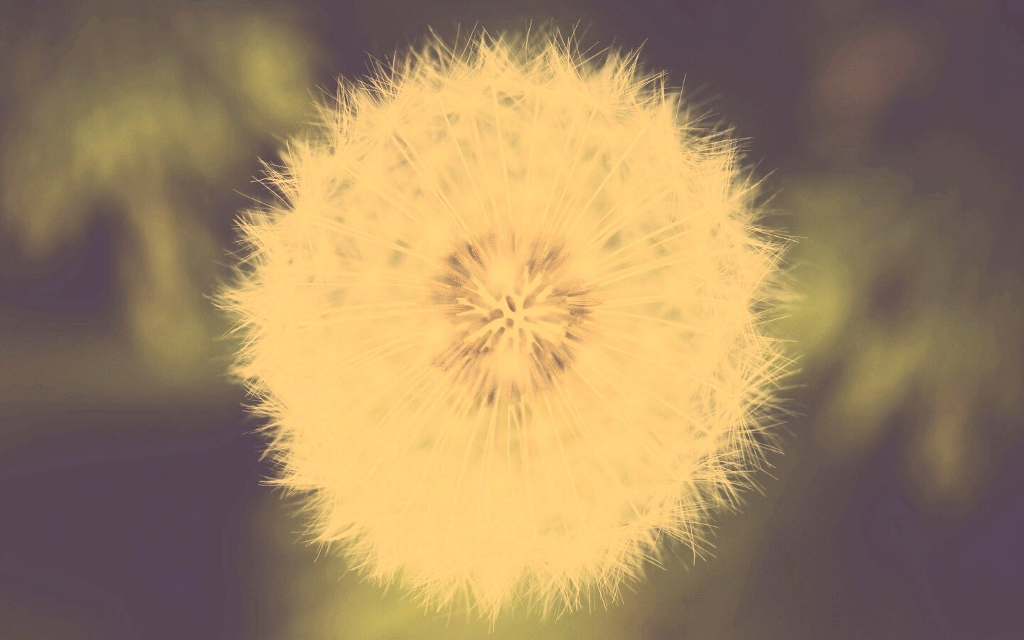 Макро фотография одуванчика обои