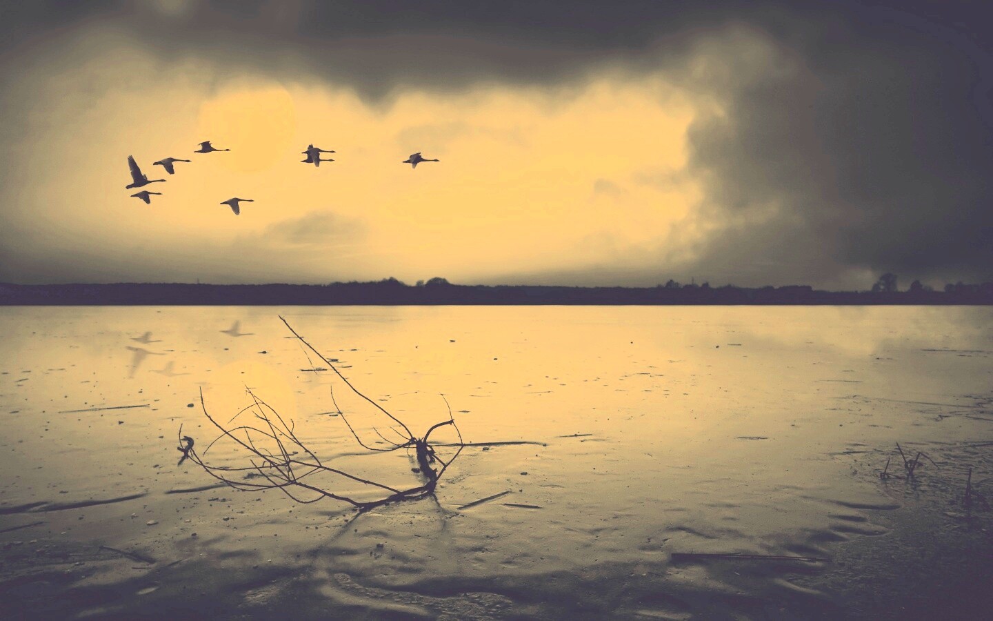 Полет птиц над озером обои