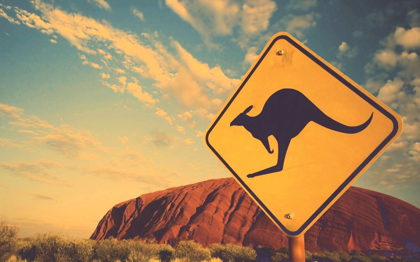 Осторожно, кенгуру! обои