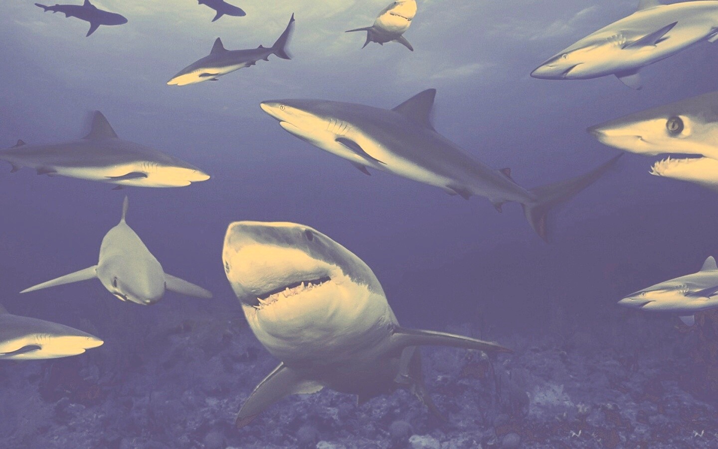 Стая акул обои