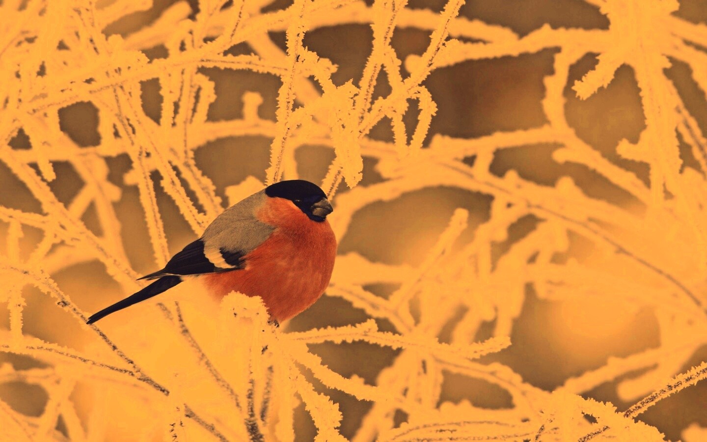 Снегирь на ветке обои