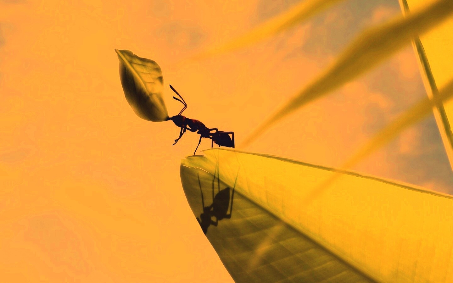 Муравей тащит лист обои