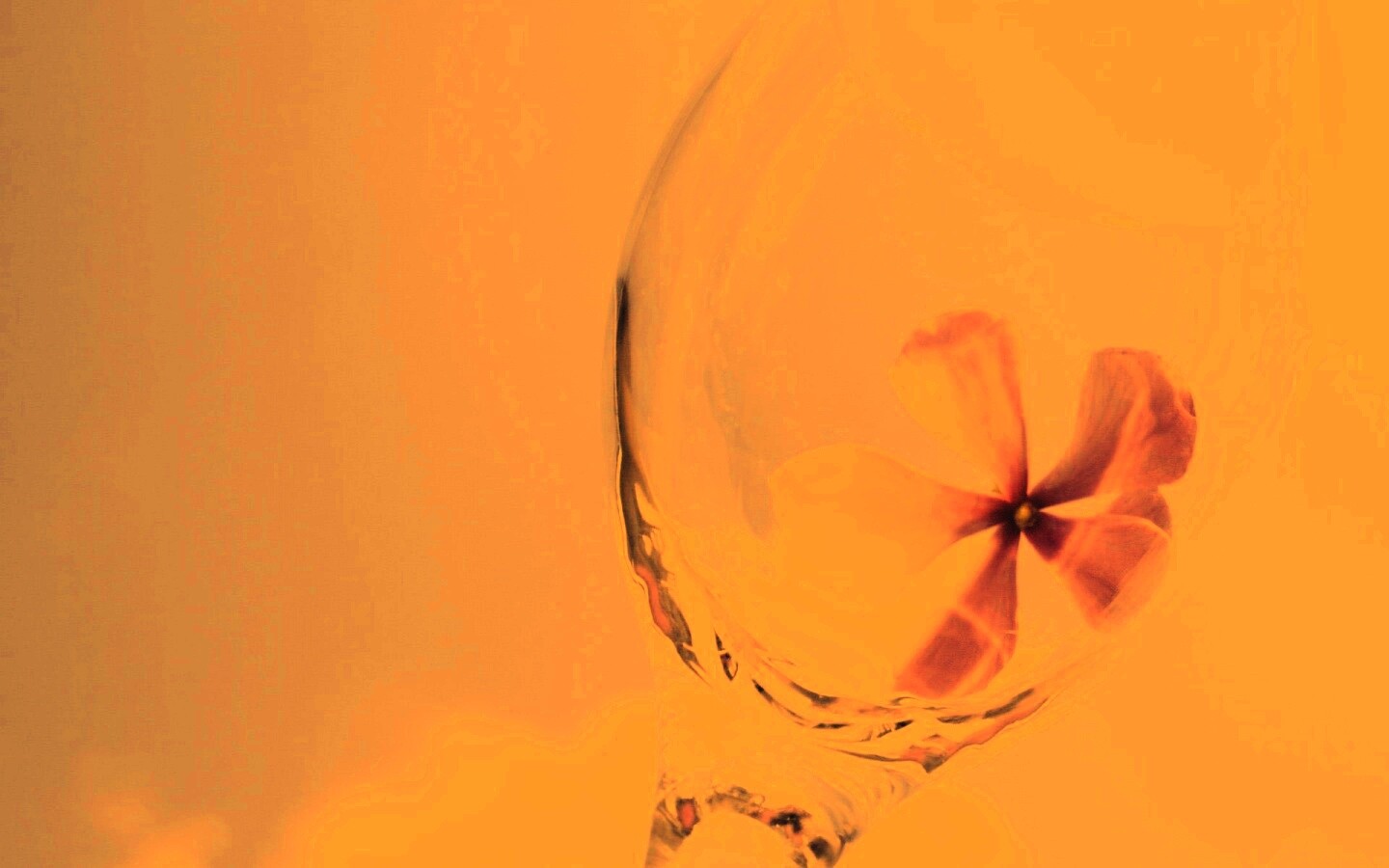 Нежный цветок в бокале на фоне голубого неба обои