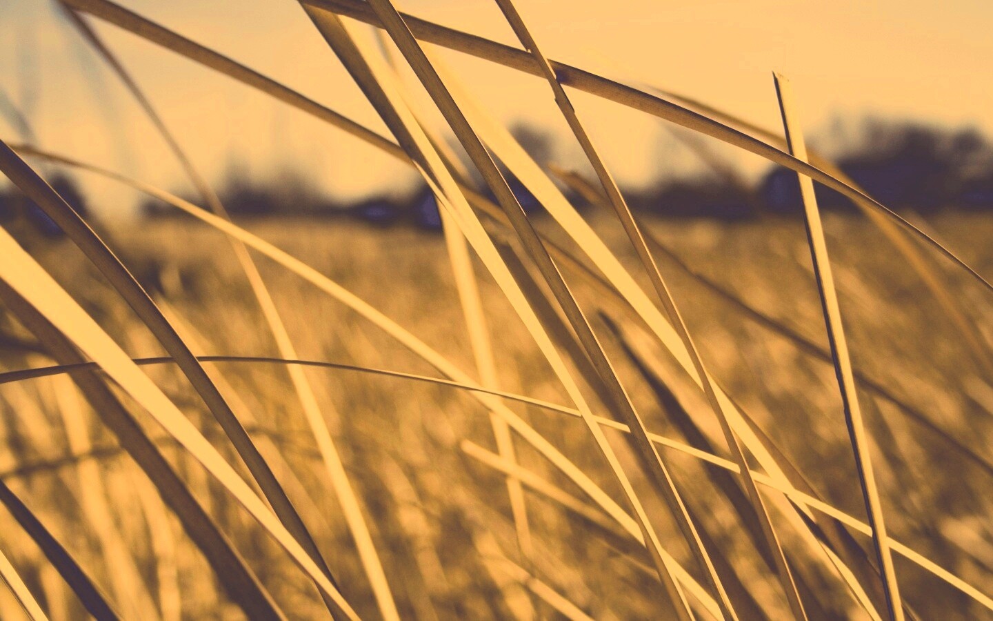 Желтая трава обои