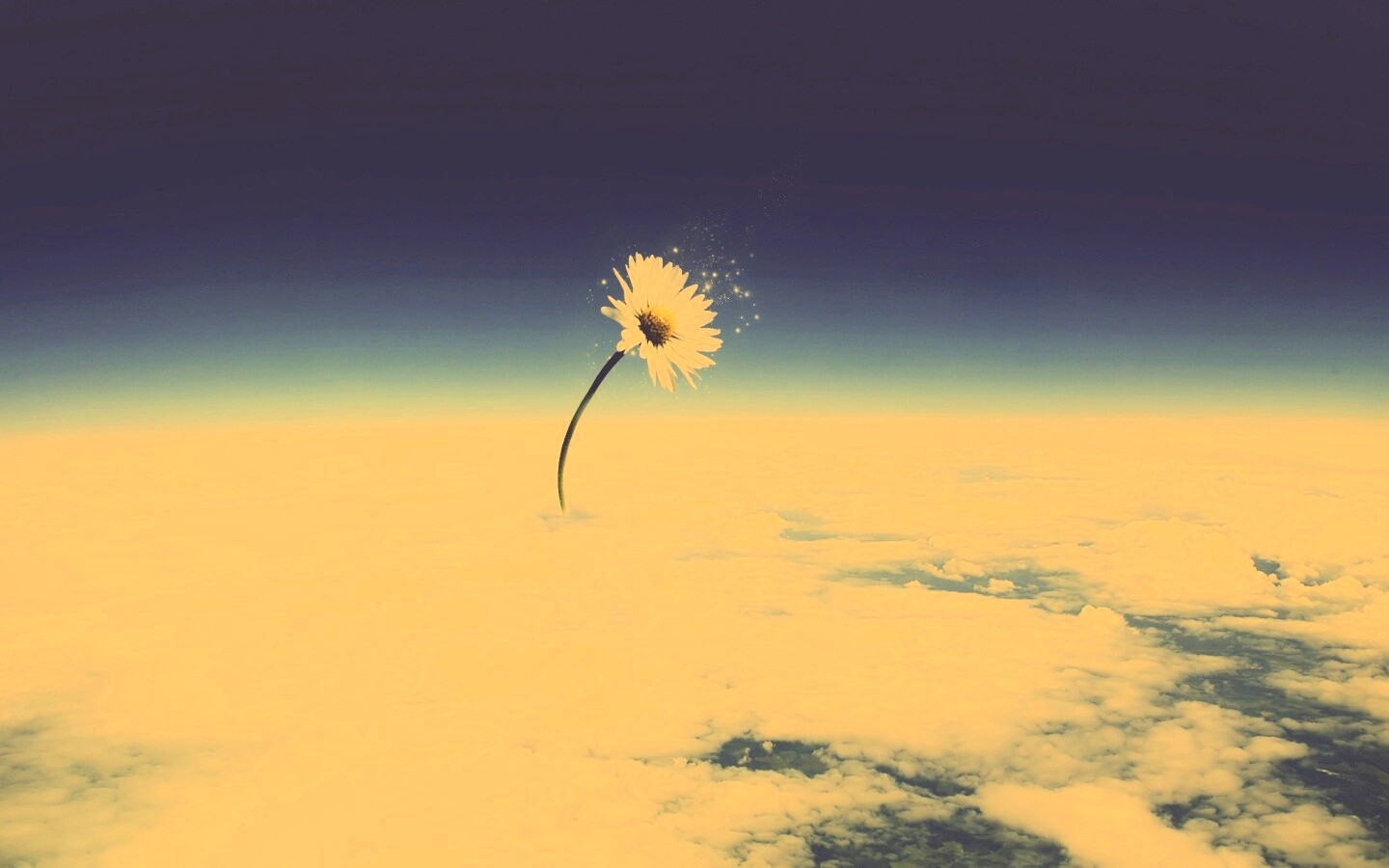 Ромашка в стратосфере обои