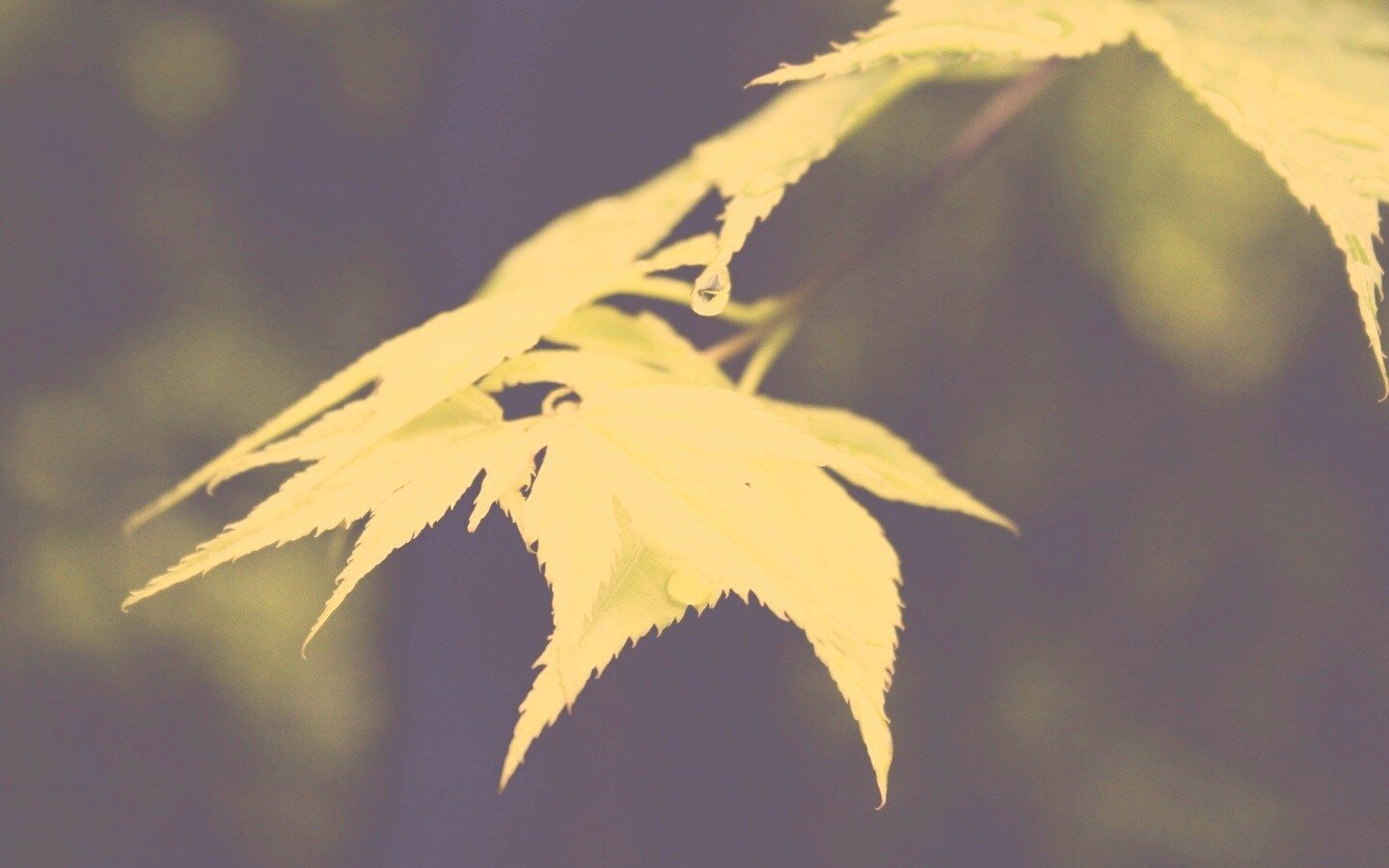 Весенний дождь  обои