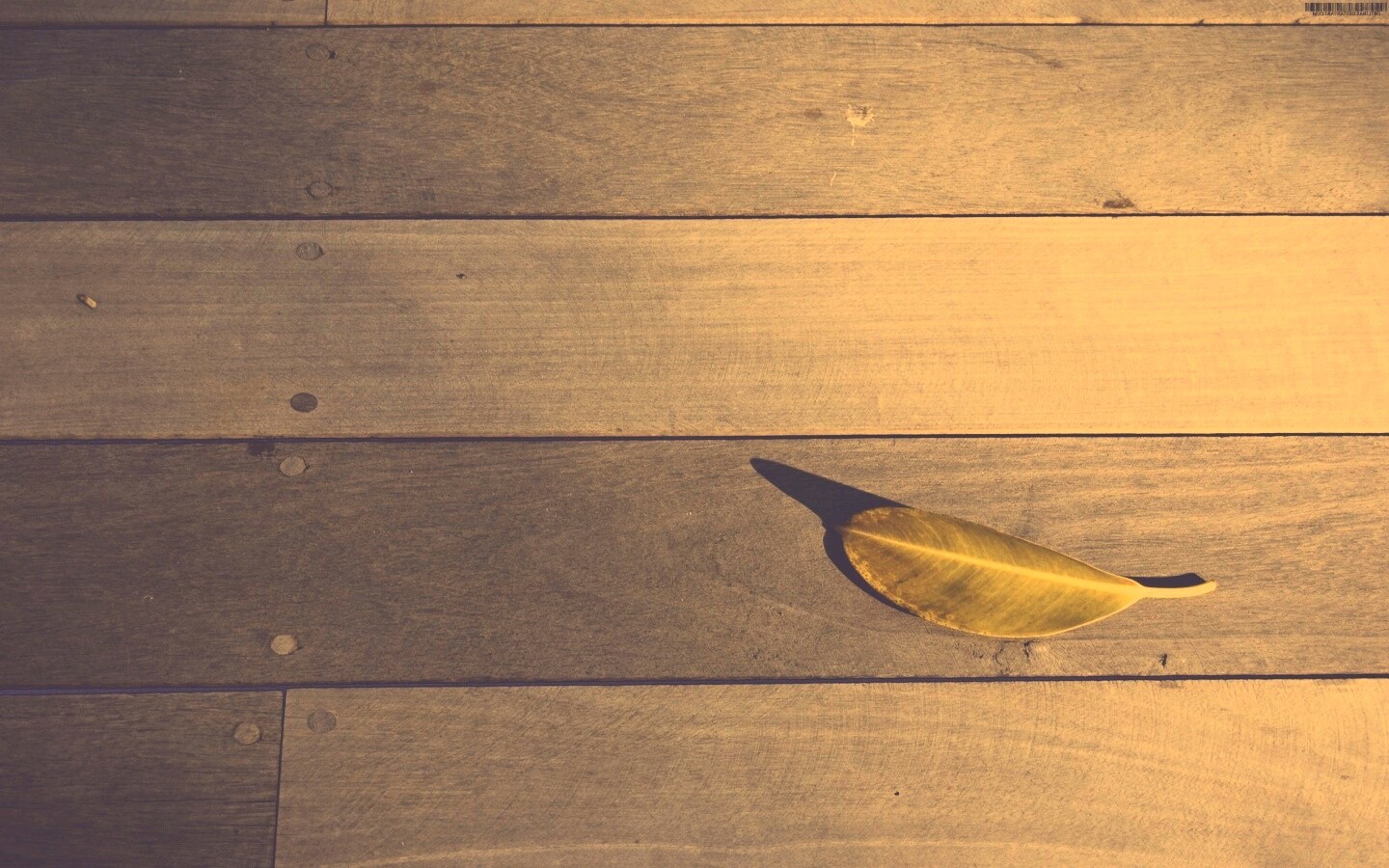 Лист на деревянном полу обои