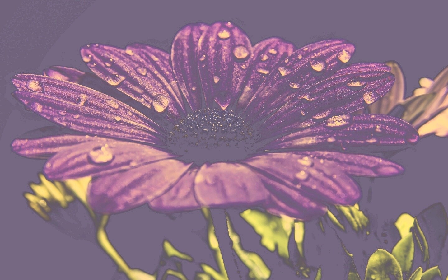 Мокрый от росы фиолетовый цветок обои