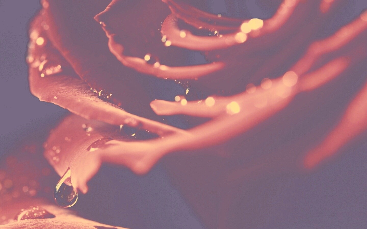 Капли на лепестках розы обои