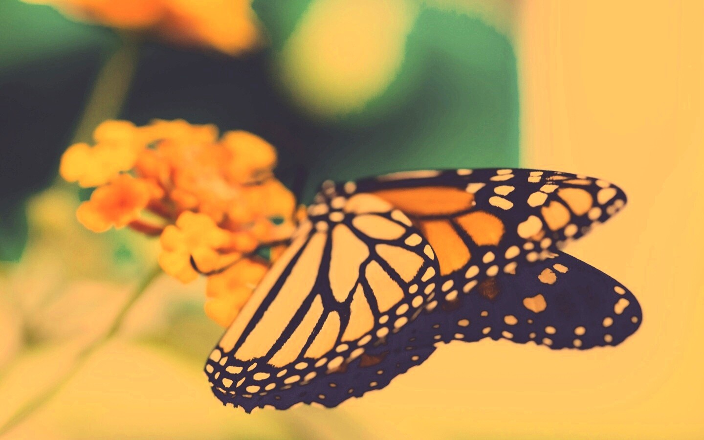 Бабочка на цветке в макро обои