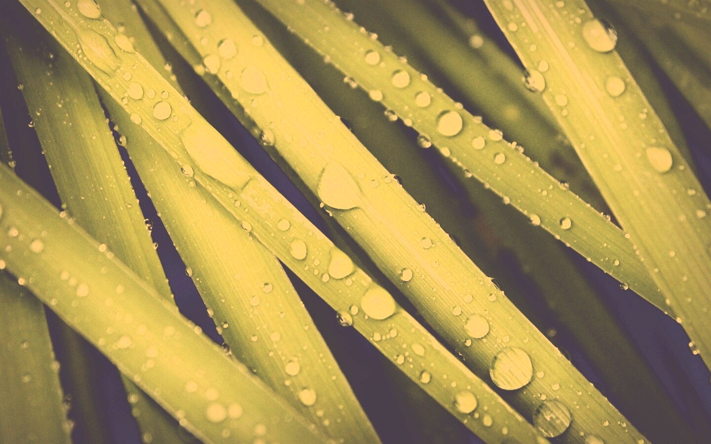 Капли на траве обои
