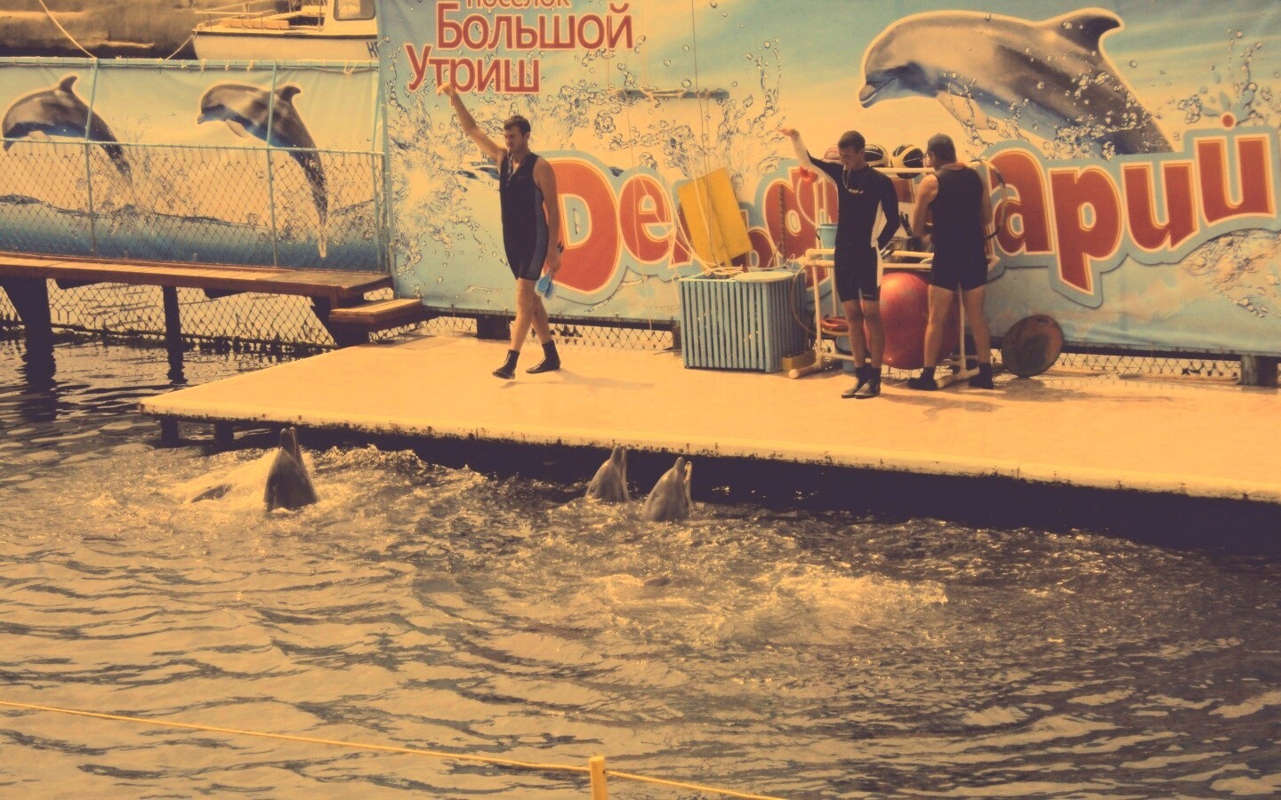 Утро в дельфинарии обои