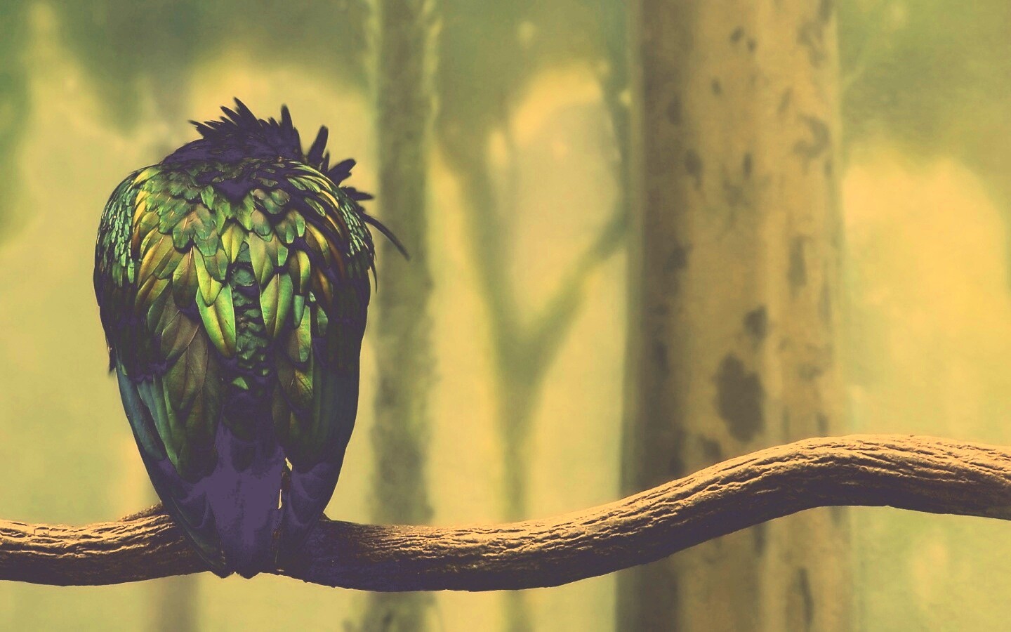 Птица спит на ветке обои