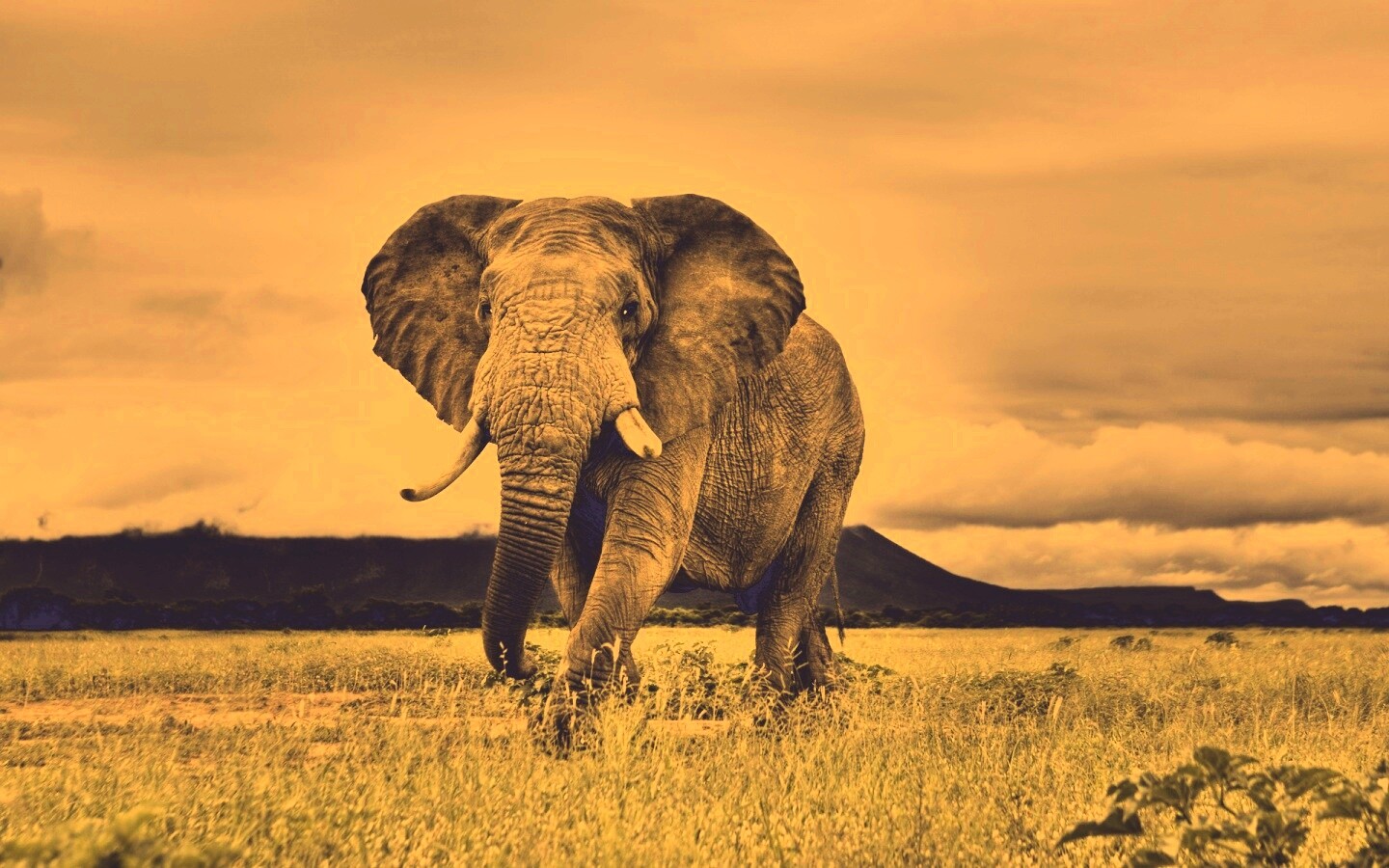 Слон на прогулке обои